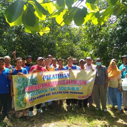 Pelatihan Budidaya Mangga diluar Musim